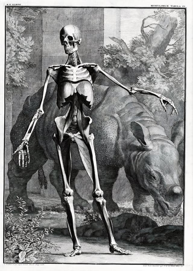 The Skeleton and the Rhinoceros, Bernhard Siegfried Albinus, engr. Jan Wandelaar