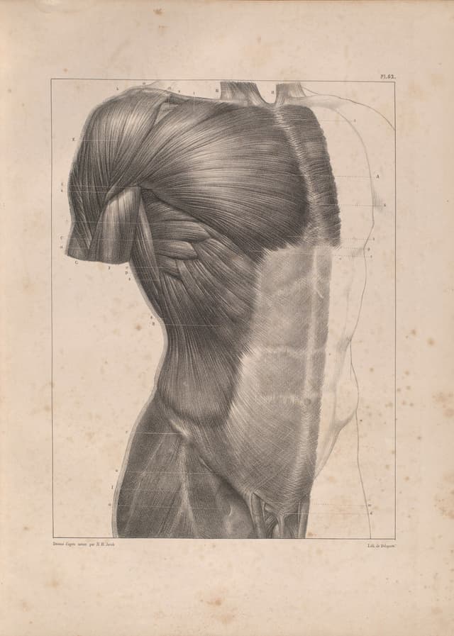 A Bourgery Plate, J.-B. M. Bourgery & N. H. Jacob