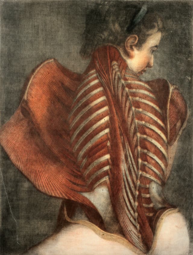 The Anatomical Angel, Jacques-Fabien Gautier d’Agoty