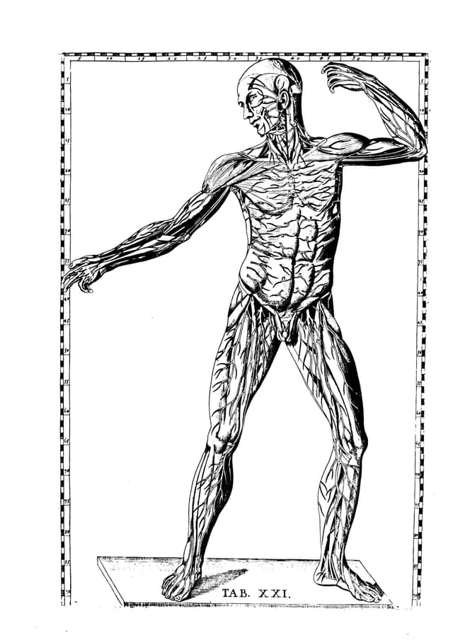 The Eustachian Plates, Bartolomeo Eustachi