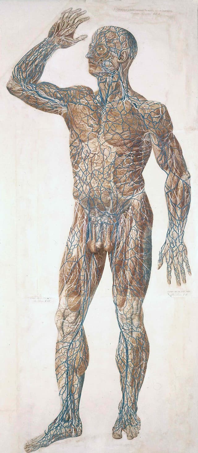 The Body at Life Size, Paolo Mascagni