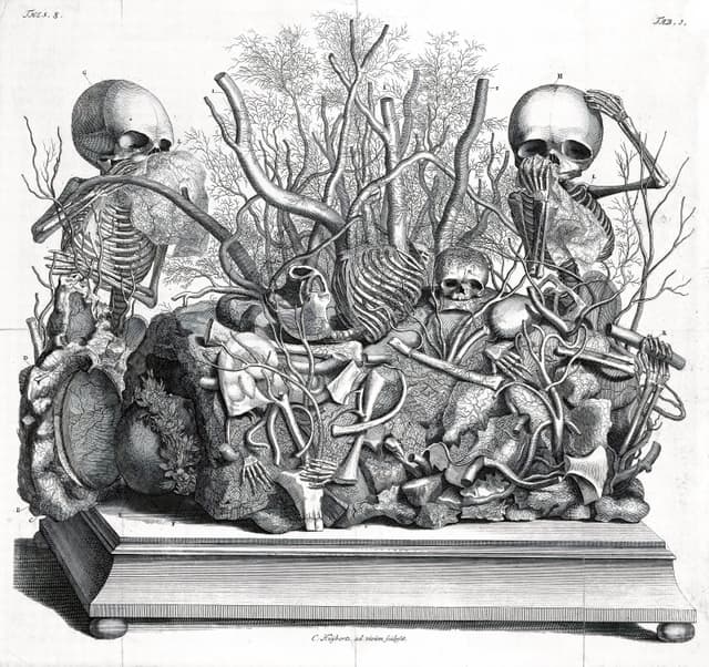 An Anatomical Tableau, after Frederik Ruysch