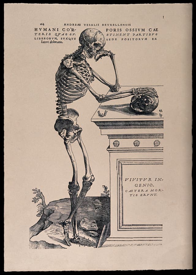 The Contemplating Skeleton, Andreas Vesalius