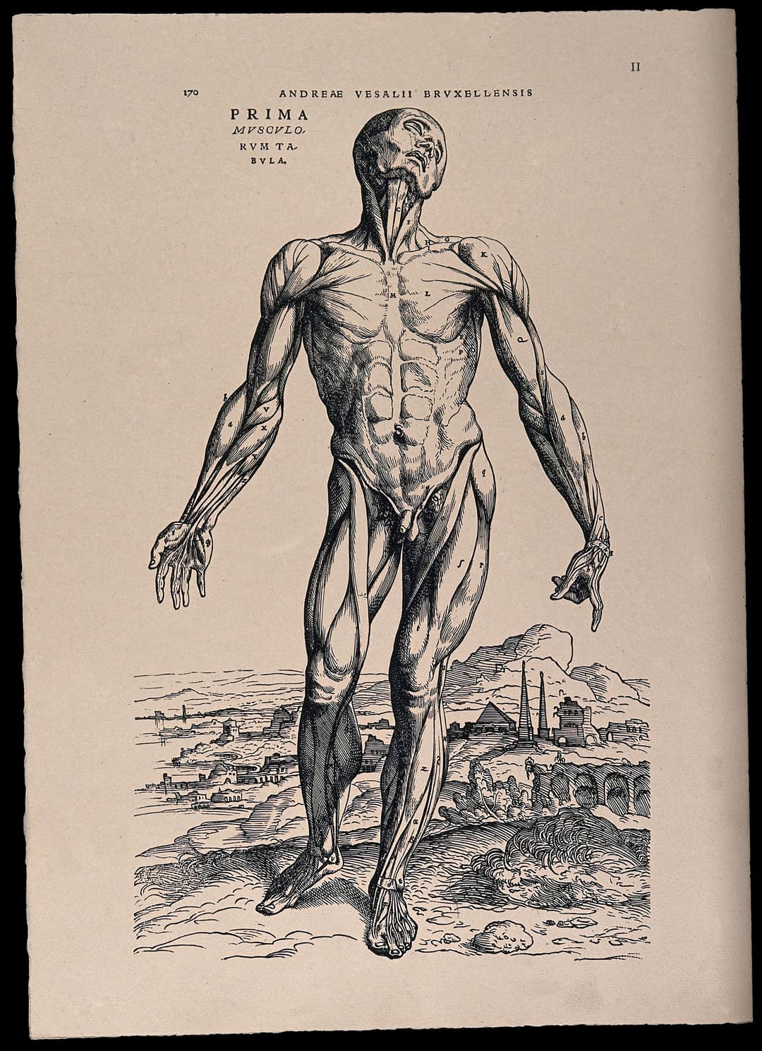 The Muscle Man, Andreas Vesalius