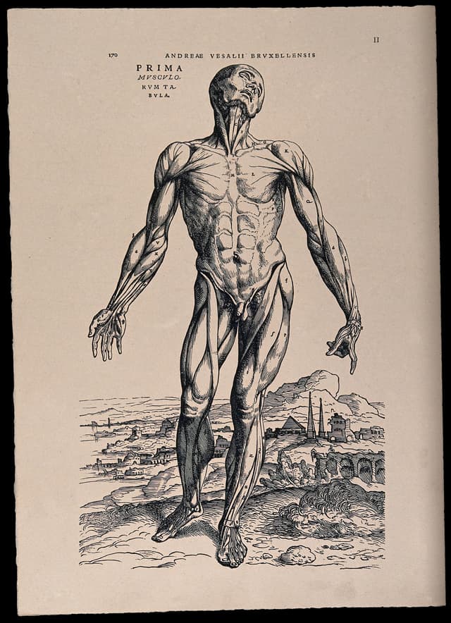 The Muscle Man, Andreas Vesalius