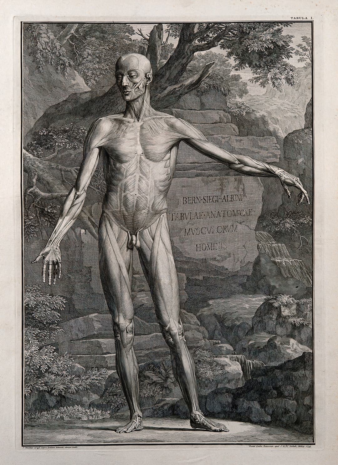 The Ideal Figure, Bernhard Siegfried Albinus, engr. Jan Wandelaar