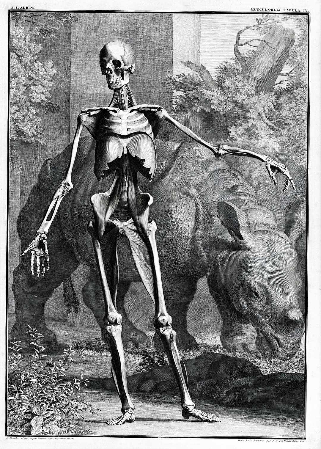 The Skeleton and the Rhinoceros, Bernhard Siegfried Albinus, engr. Jan Wandelaar