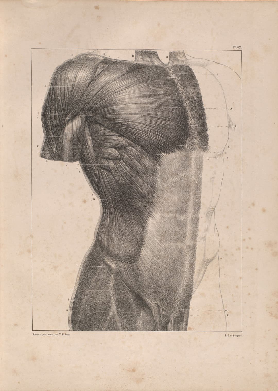 A Bourgery Plate, J.-B. M. Bourgery & N. H. Jacob