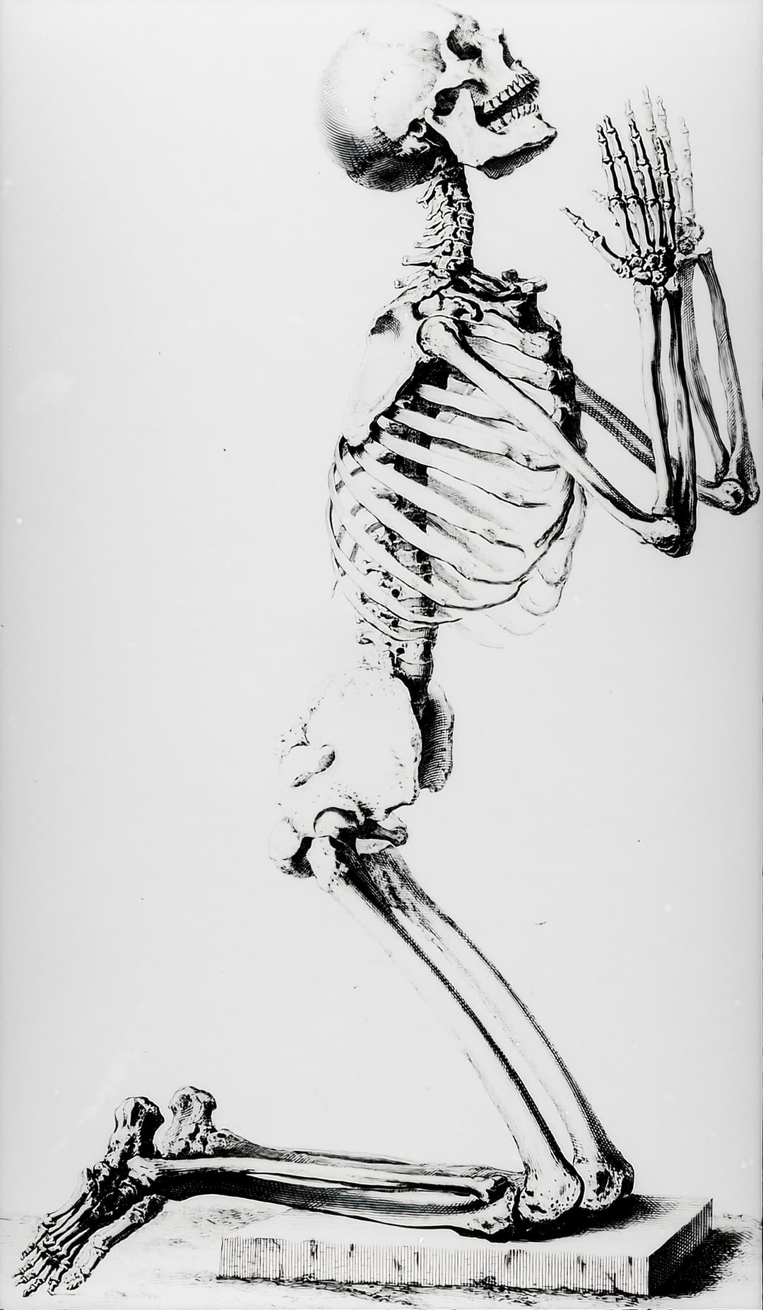 A Skeleton, from the Osteographia, William Cheselden