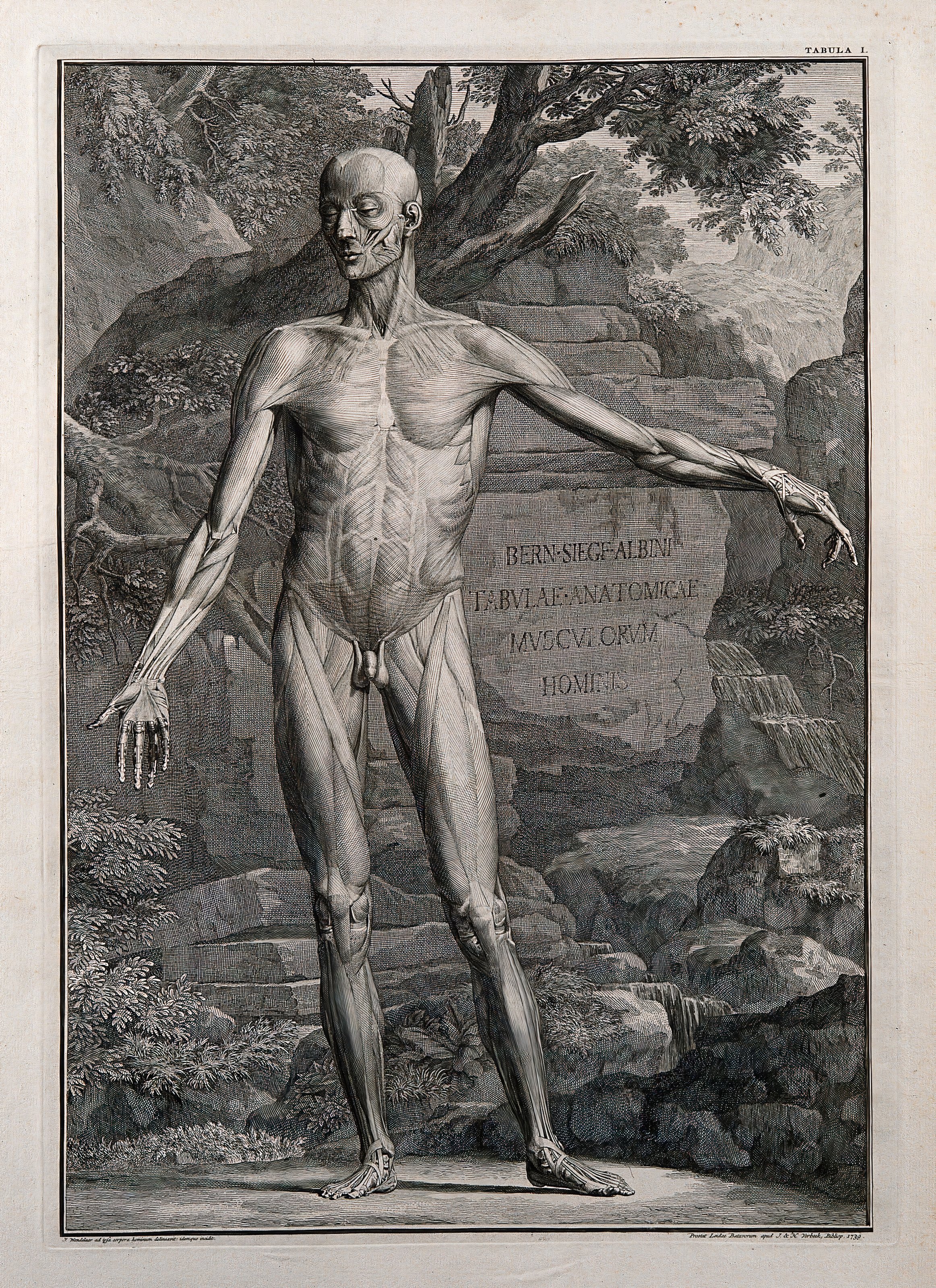 The Ideal Figure — from Tabulae Sceleti et Musculorum, Bernhard Siegfried Albinus, engr. Jan Wandelaar, 1747