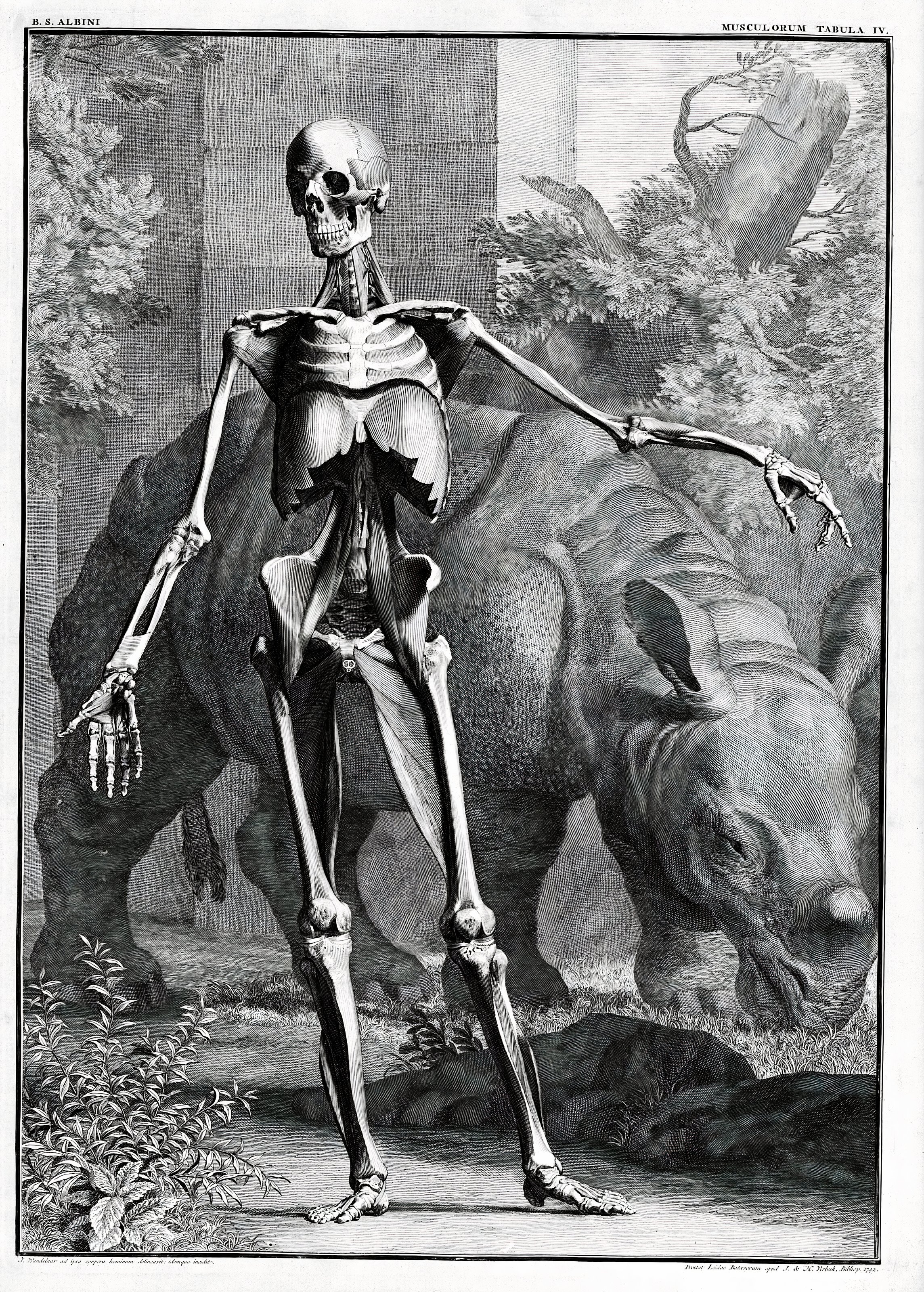 The Skeleton and the Rhinoceros — from Tabulae Sceleti et Musculorum, Bernhard Siegfried Albinus, engr. Jan Wandelaar, 1747