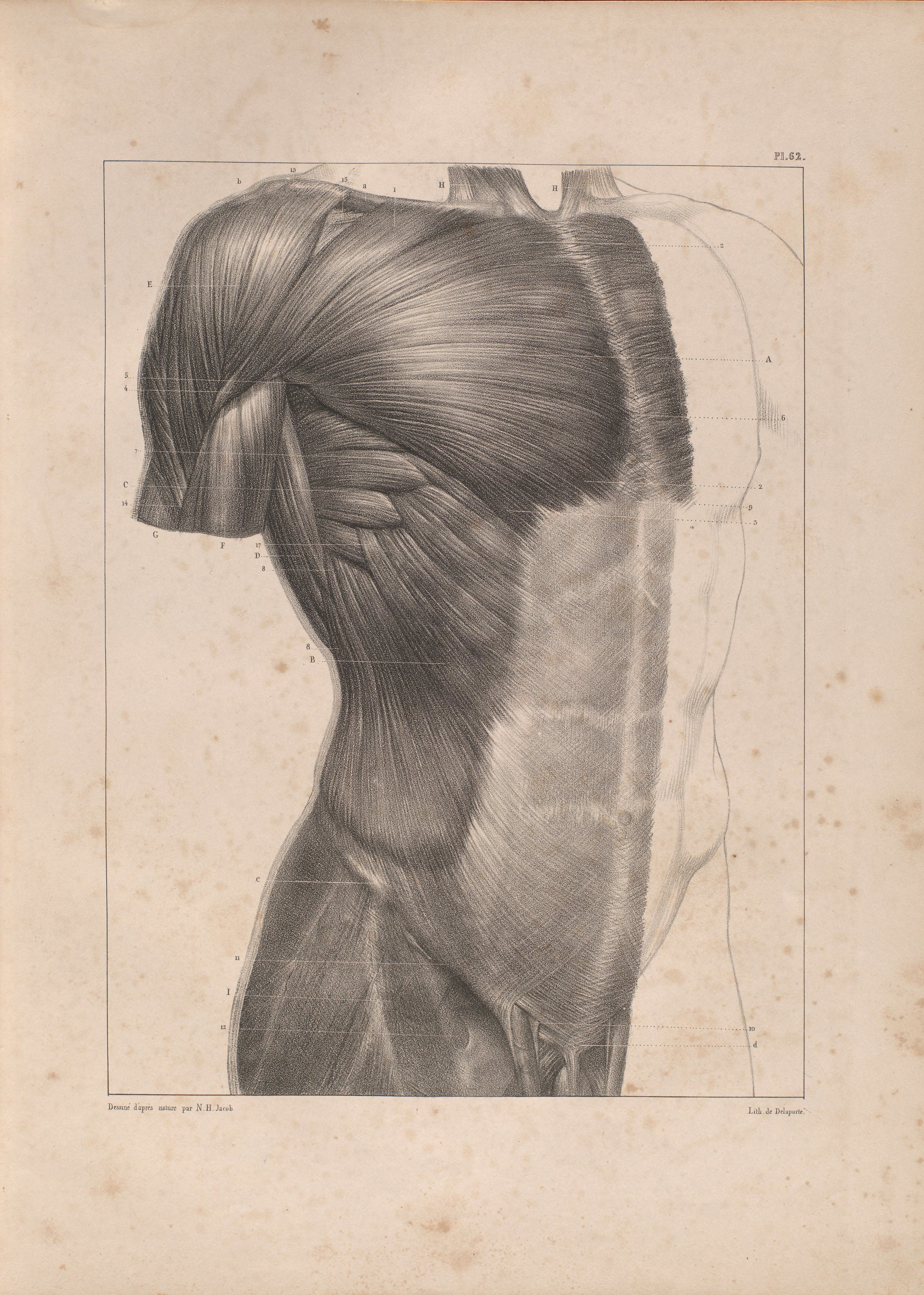 A Bourgery Plate — from Traité Complet de l’Anatomie de l’Homme, J.-B. M. Bourgery & N. H. Jacob, 1831–1854