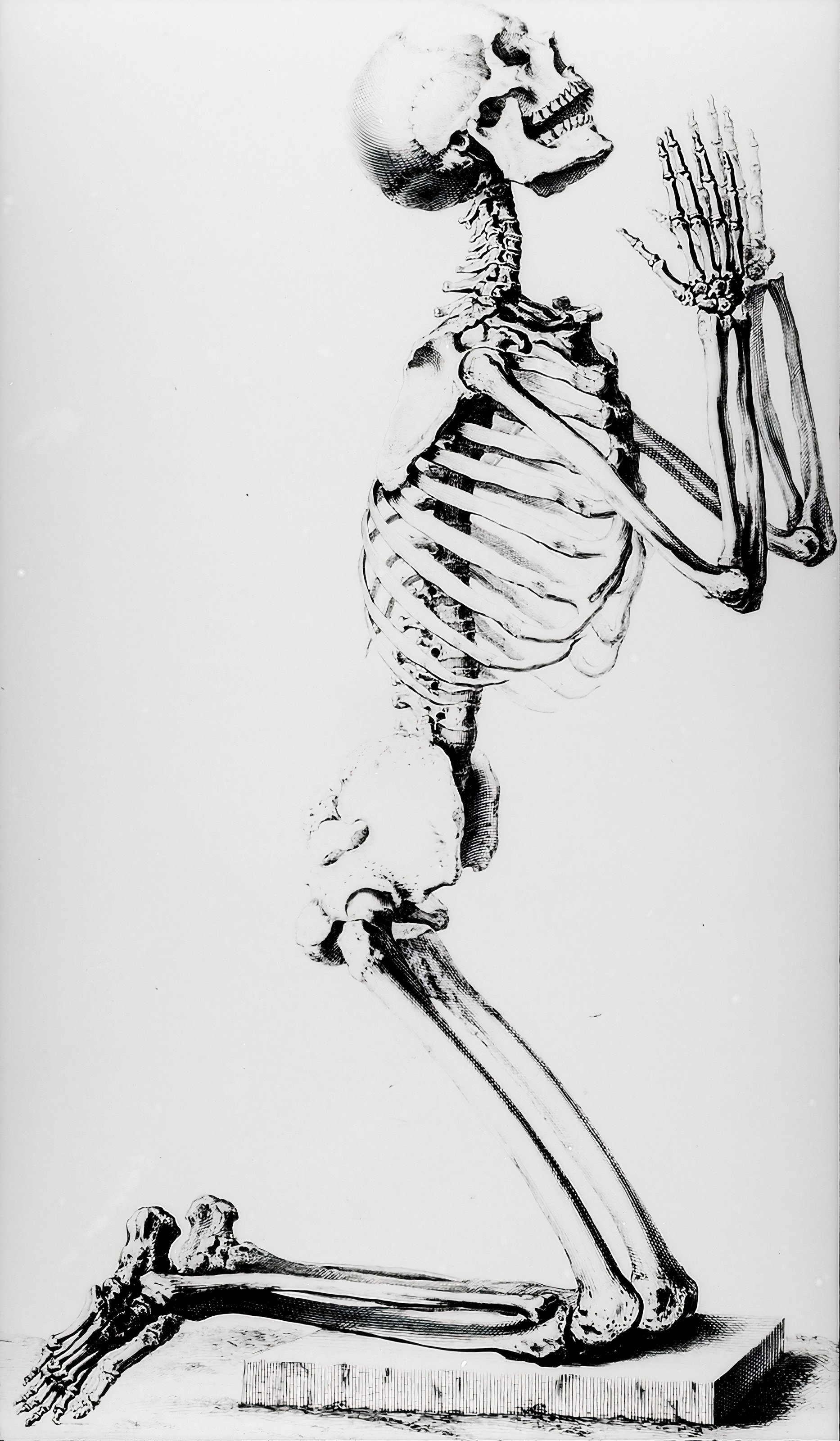 A Skeleton, from the Osteographia — from Osteographia, or the Anatomy of the Bones, William Cheselden, 1733