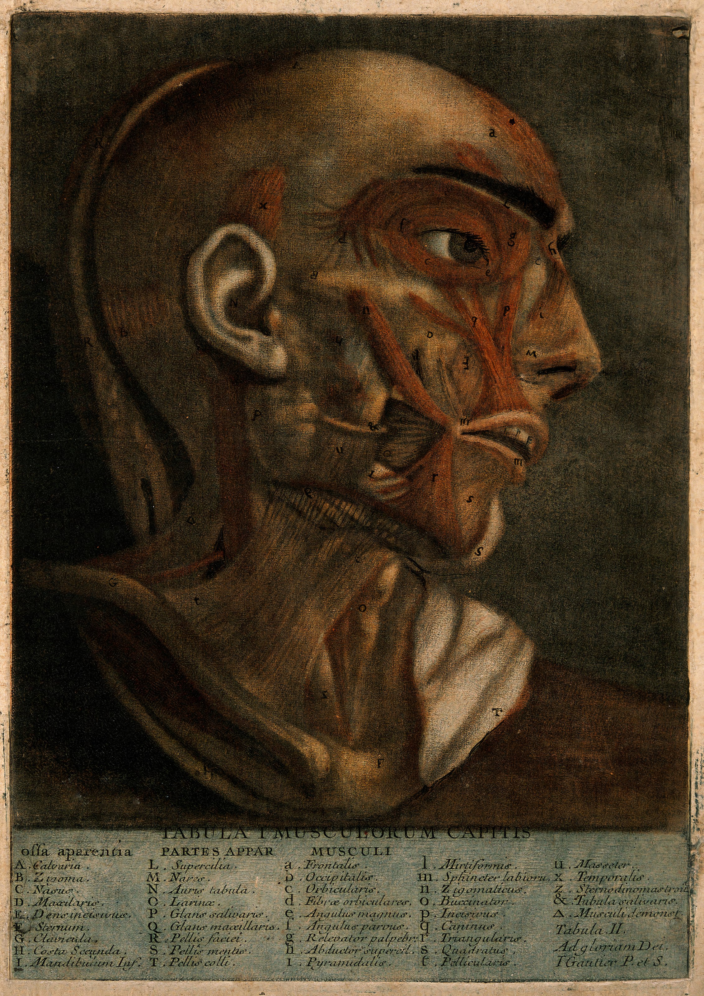 Anatomy of the Head — from Anatomie de la Tête, Jacques-Fabien Gautier d’Agoty, 1748
