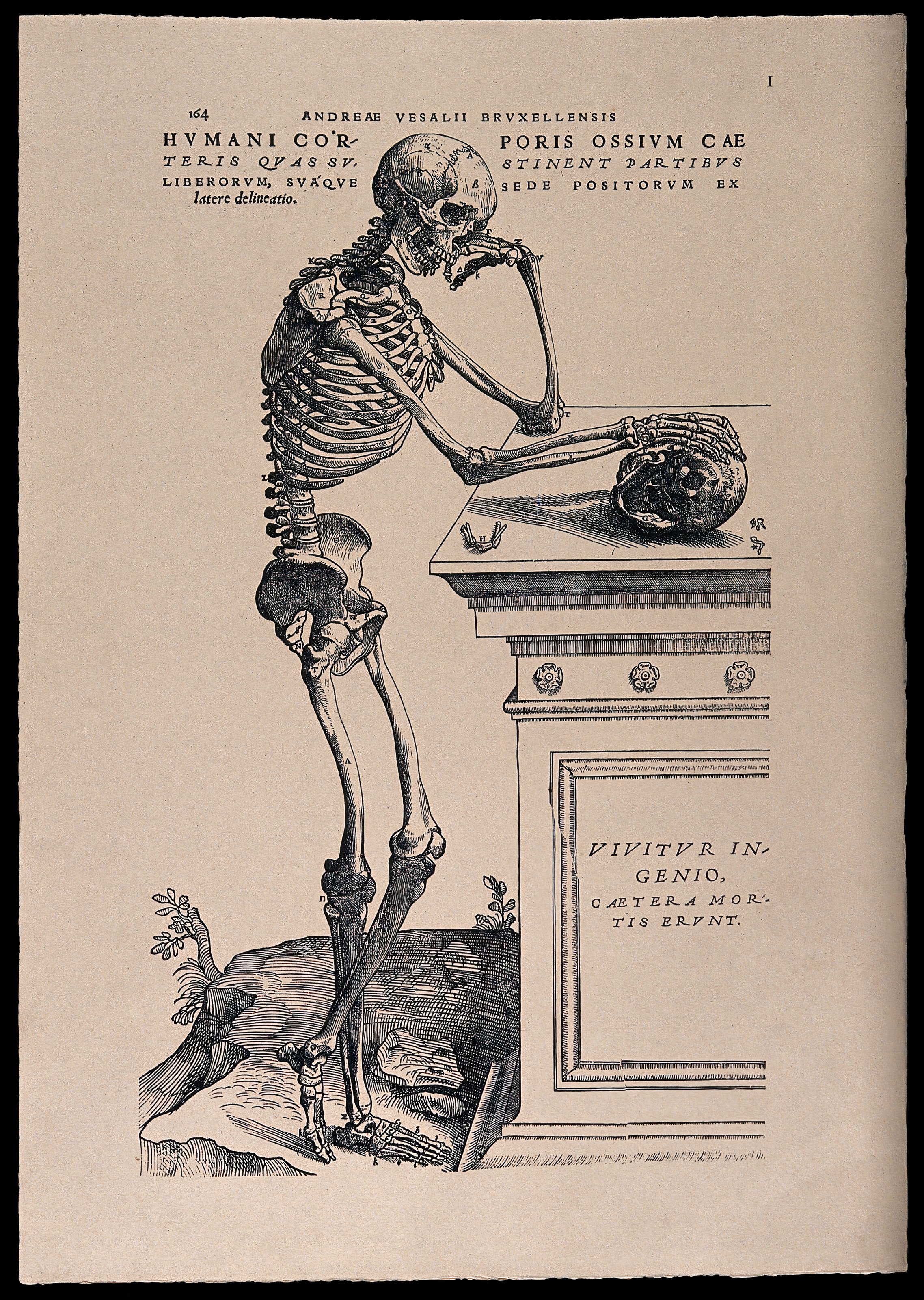 The Contemplating Skeleton — from De Humani Corporis Fabrica, Andreas Vesalius, 1543